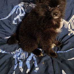 White - Black male Pomeranian puppy in Fort Worth, Texas from Ramos' Pommies