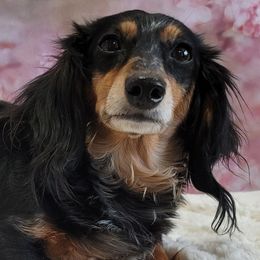 Maggie - Dachshund