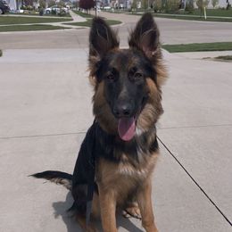 Hallow - German Shepherd