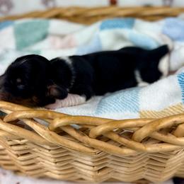 Fennec - Piebald female Dachshund puppy in Boon, Michigan from Michiana Dachshunds