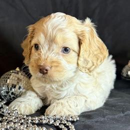 Prancer - Buff and white male Cockapoo puppy in Bronson, Florida from Tabler Family Puppies