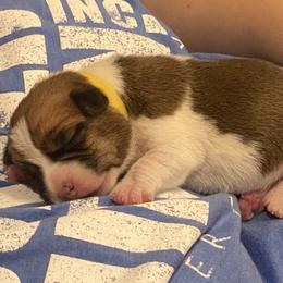 Golden Retriever and Jack Russell Terrier Puppies from Shelby Burleson's Golden Retrievers and Jack Russell Terriers