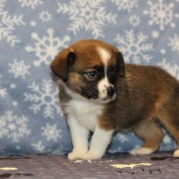 Victorious - Red female Toy Australian Shepherd puppy in Humansville, Missouri from Tater Tot aussies