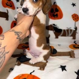 Mater - Piebald male Dachshund puppy in Slaton, Texas from Double T Dachshunds