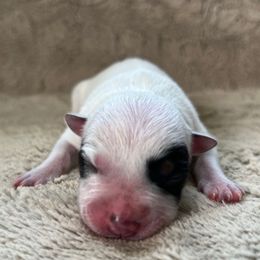Female 3 - Blue female Australian Cattle Dog puppy in Irvington, Kentucky from Dry Valley’s Australian Cattle Dogs