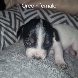 Pup 1 - White and black female Teddy Roosevelt Terrier puppy in Murray, Kentucky from Froschwald German Shepherds and Xanadu Teddy Roosevelt Terriers