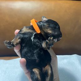 Mango - Phantom female Bernedoodle puppy in Florida from Doodles & Danes