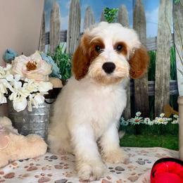 Benny - Blenheim male Cavapoo puppy in Lebanon, Missouri from Perkins Pups