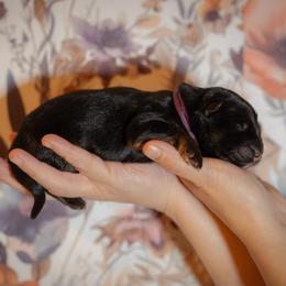 Tourmaline - Black and red female German Shepherd puppy in Windsor, South Carolina from Sinister Shepherds