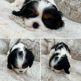 Cavalier King Charles Spaniel Puppies from Southern Valley Cavaliers