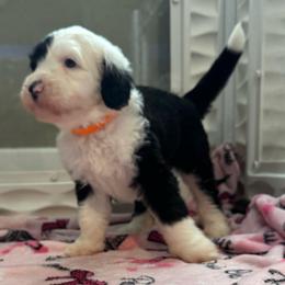 CHEESECAKE - Black and white female Sheepadoodle puppy in Riverside, California from Downtown Doodles & Frenchies