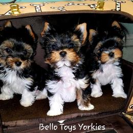 Yorkshire Terrier Puppies from Bello Toys