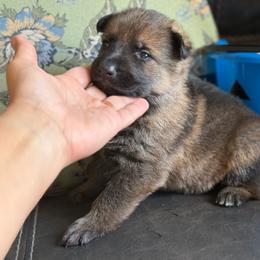 Boy 2 - Sable male German Shepherd puppy in Denver, Colorado from Morales Kennels