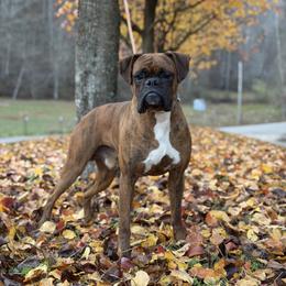 Gunner - Boxer