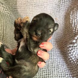 Luke - Black and silver male Miniature Schnauzer puppy in Hull, Georgia from Ardent Miniature Schnauzers of Athens
