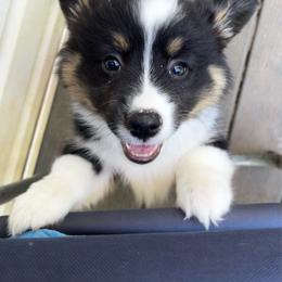 Male 5 - Black and tan male Pembroke Welsh Corgi puppy in Moundville, Alabama from Cartee Corgis - Debi Cartee Mills