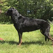 Azreal - Beauceron