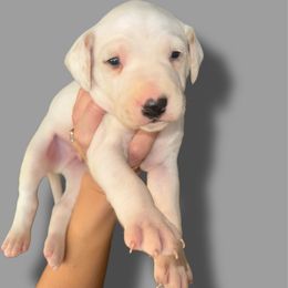 Bone - White and lemon male Dalmatian puppy in Bremen, Georgia from Clark’s Dalmatians