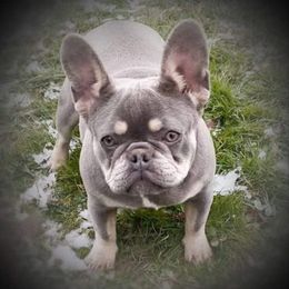 French Bulldog All Grown Up from Candy Coated Canines