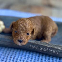 Johnny- Blue Collar - Red male Cavapoo puppy in St George, Utah from Picture Perfect Doodles