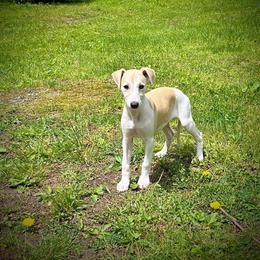 Smitten - White and fawn male Whippet puppy in Oneida, Tennessee from Saving Grace