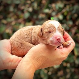 Green Collar Boy - Cream male Poodle puppy in Modesto, California from Dry Creek Poodles