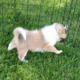 Gold Stars - Sable merle and white male Collie puppy in St Stephens, Wyoming from Desert Kennels
