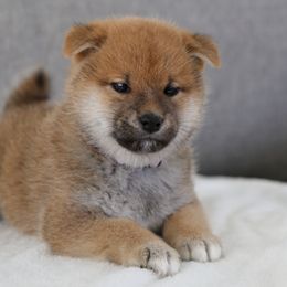 Shiba Inu from Sakura Blossom Shibas