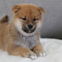 Shiba Inu from Sakura Blossom Shibas