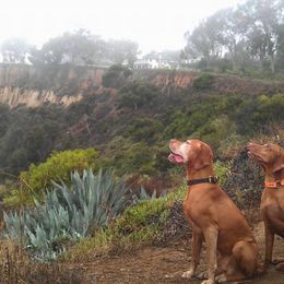 Vizsla All Grown Up from Betty's Vizslas
