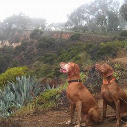 Vizsla All Grown Up from Betty's Vizslas