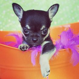Chihuahua Puppies from Honey Bee Chihuahua’s