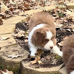 Yahtzee - Red tri-color male Australian Shepherd puppy in Rochester, New Hampshire from ChaHar's Australian Shepherds