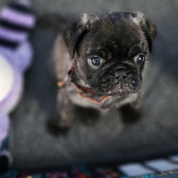 Pug Puppies from A Grumble of Love Kennels