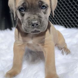 Black - Gray and fawn male Cane Corso puppy in Pollock Pines, California from Capitol City Cane Corso