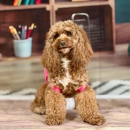 Ellie Grace - Cavapoo