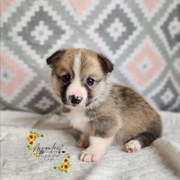 Relish DM CLEAR - Sable male Pembroke Welsh Corgi puppy in Idaho from Arrowleaf Corgis