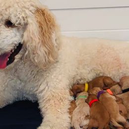 Goldendoodles from Diamond-Doodles