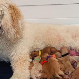 Goldendoodles from Diamond-Doodles