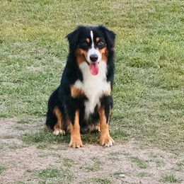 J BAR T WHISKEY ON THE ROCKS - Miniature Australian Shepherd