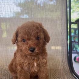 Taco Bell - Red male Cavapoo puppy in Kirksville, Missouri from Show Me Poodles Doodles and Cavaliers