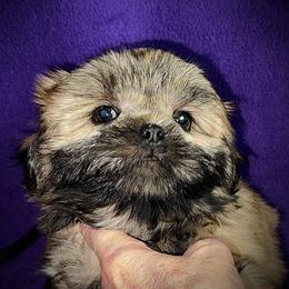 Otis - Gold male Shih Tzu puppy in North Central Oregon, Oregon from T-Amore Shih Tzu