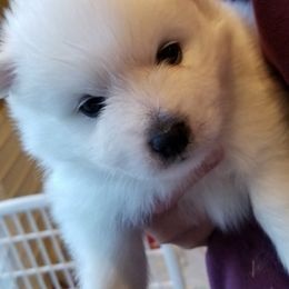 Boy 1 - American Eskimo Dog puppy in White Oak, Texas from Lively Pups