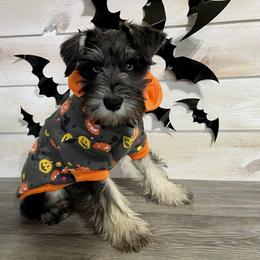 Miniature Schnauzer Puppies from Schnauzers on Robinson Lane