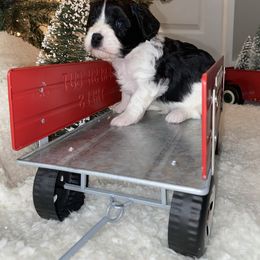 Cavalier King Charles Spaniel and Cavapoo Puppies from K’s Cavys