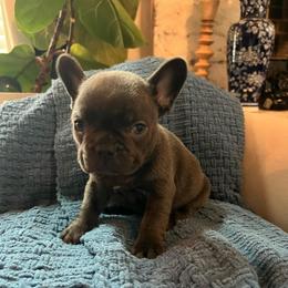 Alice - Blue female French Bulldog puppy in New Waverly, Texas from C.P. Puppy Buddies