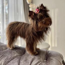 Zara - Yorkshire Terrier