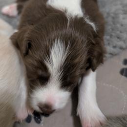 Dakota - White and red female Border Collie puppy in Ashford, Alabama from Double4farms