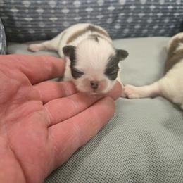 Boy  2 - Sable and white male Japanese Chin puppy in Salem, Oregon from Chinnychinchinofsalem
