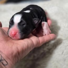 Casper - Black tri-color male Australian Shepherd puppy in Salem, Oregon from Steady Aim Aussies